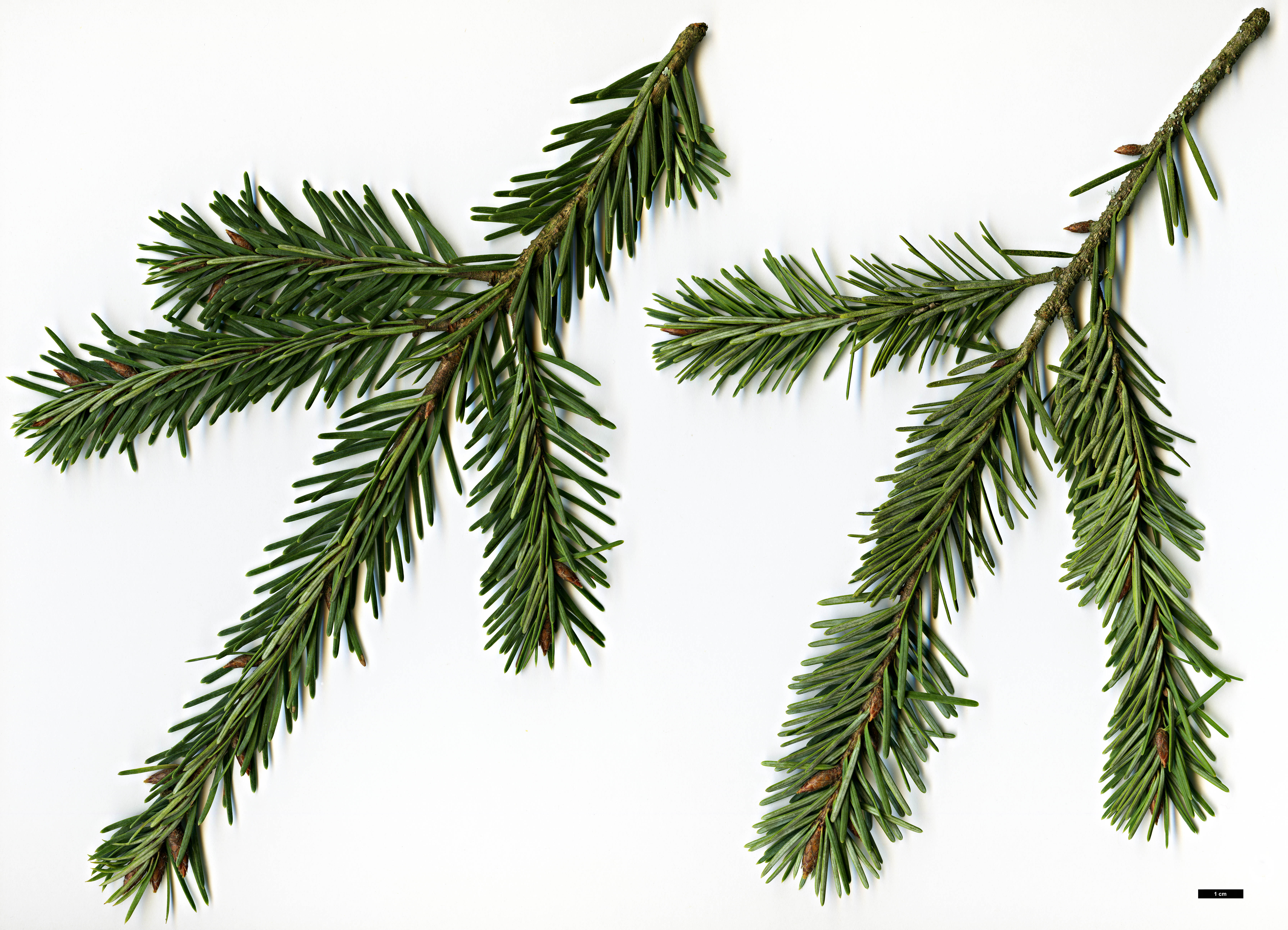 High resolution image: Family: Pinaceae - Genus: Pseudotsuga - Taxon: menziesii - SpeciesSub: var. glauca